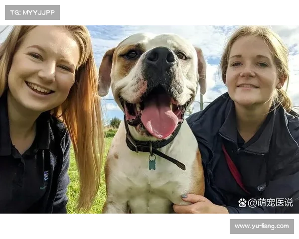 让你的宠物更强大提升战斗技能的六个实用训练秘诀